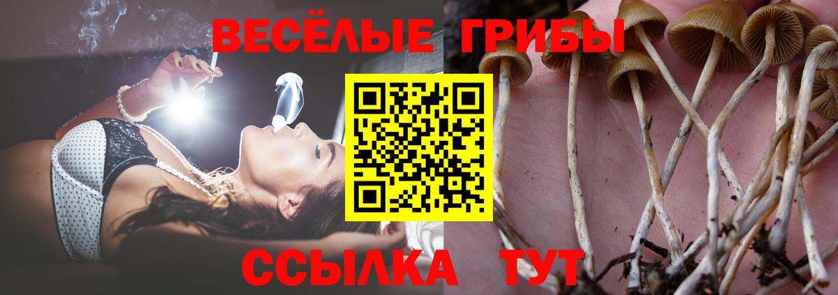 Рязань  Псилоцибиновые грибы GOLDEN TEACHER  Вход с VPN  Псилоцибиновые грибы MAGIC MUSHROOMS 